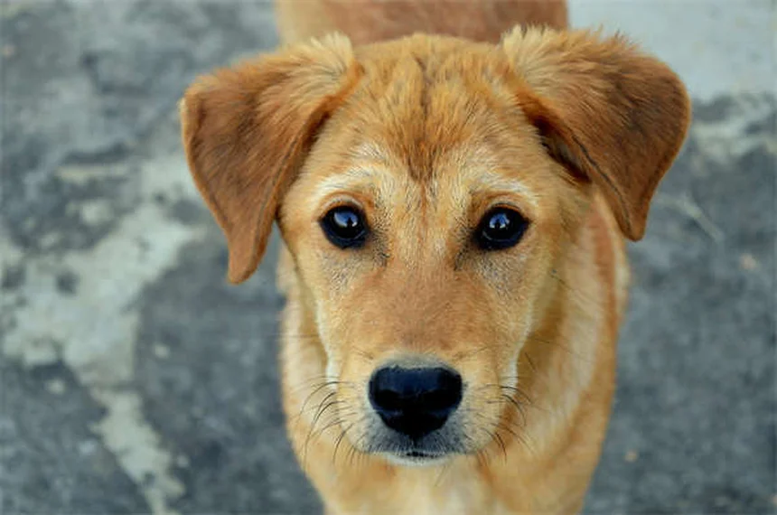 Warum schlafen Hunde mit offenen Augen? 5 verblüffende Gründe
