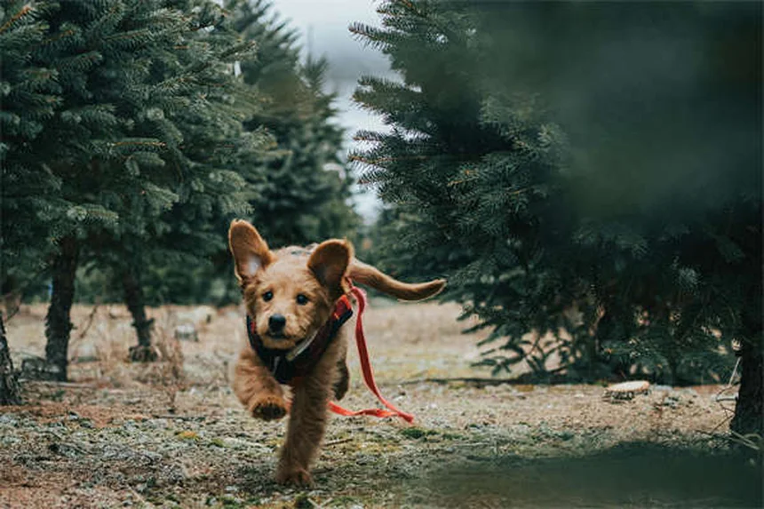 Hund HLW: So führst du eine Herz-Lungen-Wiederbelebung richtig durch
