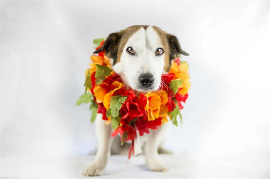 American Paint Horse: Alles über die faszinierende Pferderasse