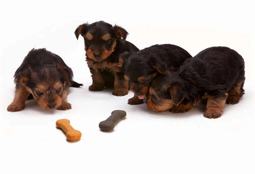 Chronische Nierenerkrankung bei Ratten: Symptome & Behandlung