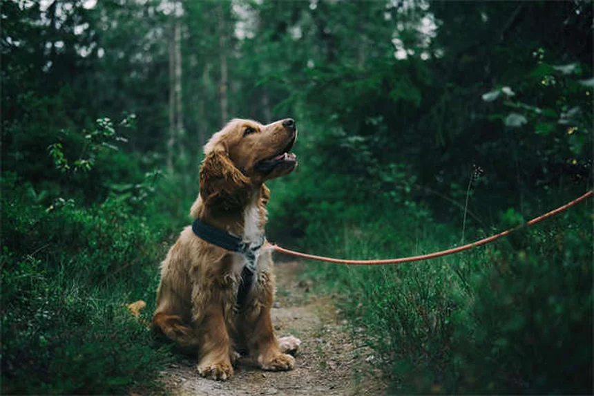 Benadryl für Hunde: Hilft es wirklich gegen Angst? 5 Fakten