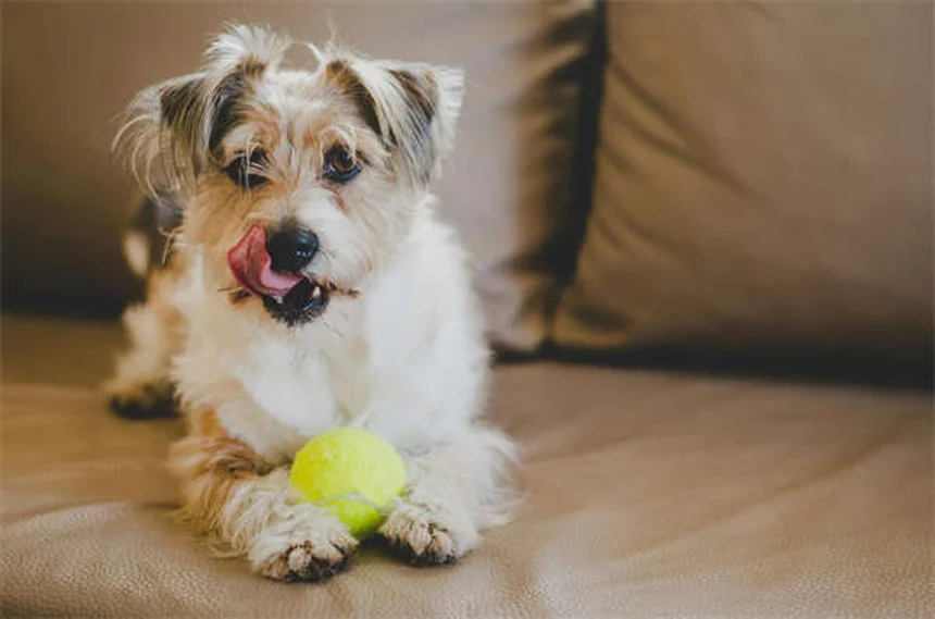 Herzwürmer beim Hund: Symptome, Behandlung & warum Adoption lohnt