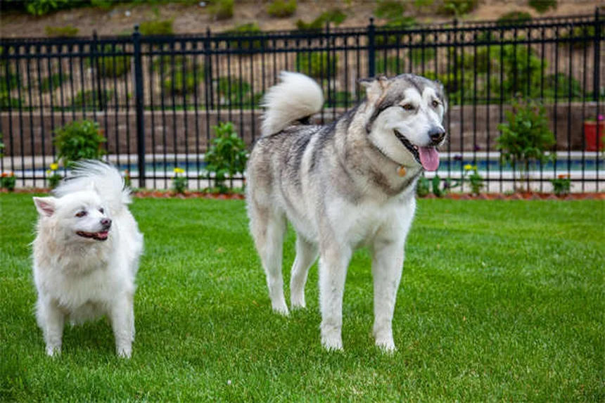 Herzwürmer beim Hund: Symptome, Behandlung & warum Adoption lohnt