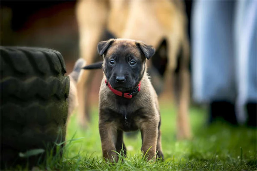 Herzwürmer beim Hund: Symptome, Behandlung & warum Adoption lohnt