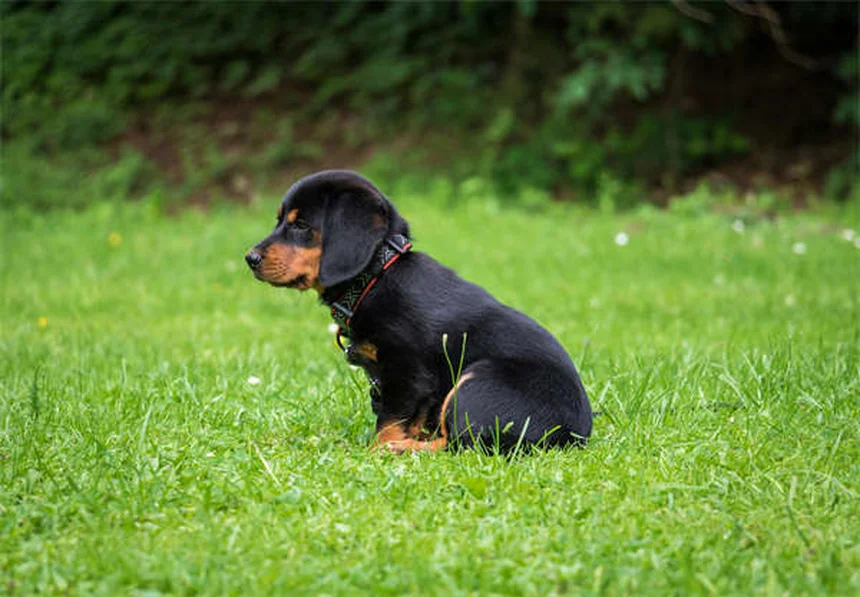 Warum starrt mein Hund mich an? 5 verblüffende Gründe erklärt