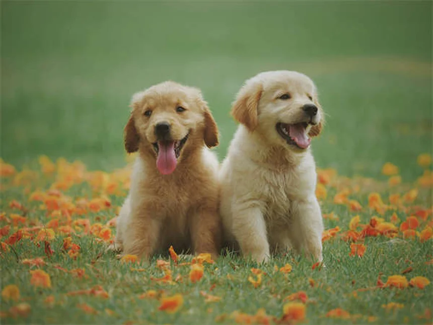 Zeckenmittel für Hunde und Katzen: Das musst du wissen!