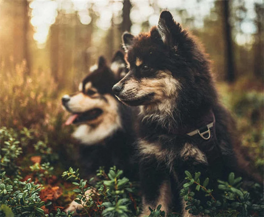 Zeckenmittel für Hunde und Katzen: Das musst du wissen!