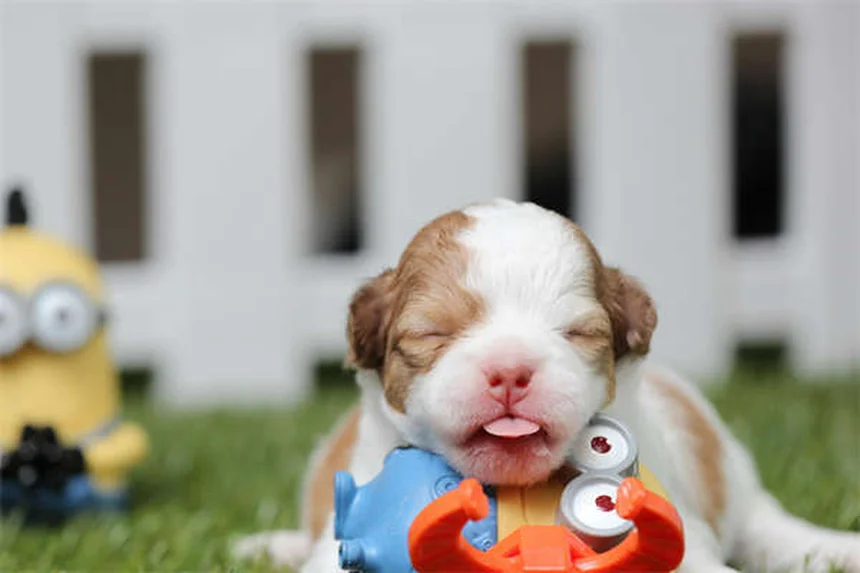 Hautknötchen bei Hunden: Gutartig oder gefährlich?