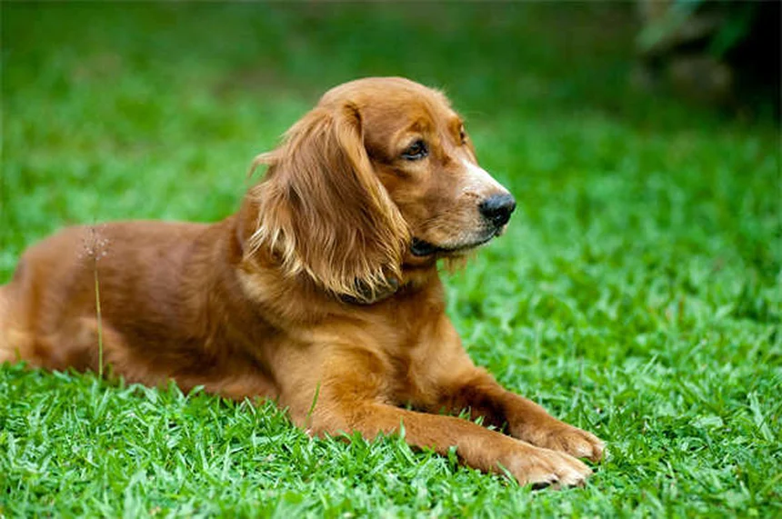 Hautknötchen bei Hunden: Gutartig oder gefährlich?
