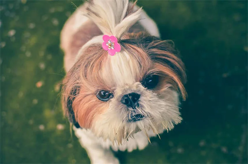 Hautknötchen bei Hunden: Gutartig oder gefährlich?