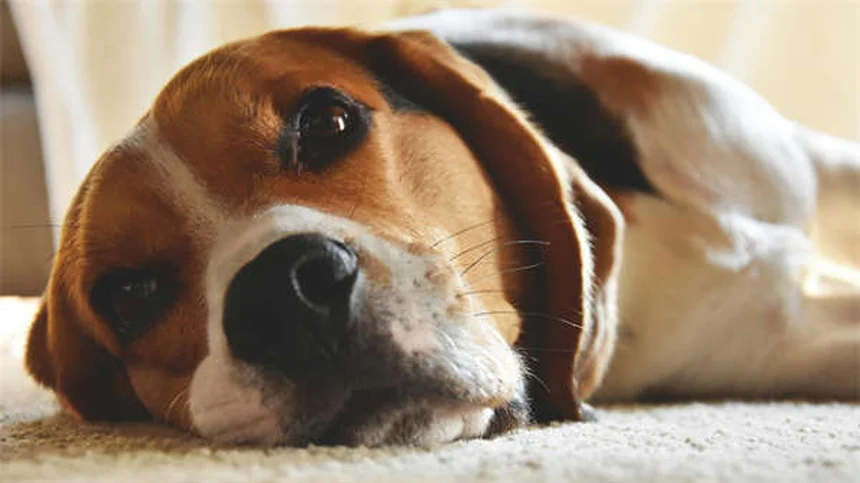 Hautknötchen bei Hunden: Gutartig oder gefährlich?