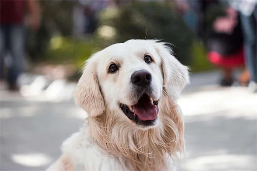 Grasallergien bei Hunden: Symptome & Behandlung einfach erklärt
